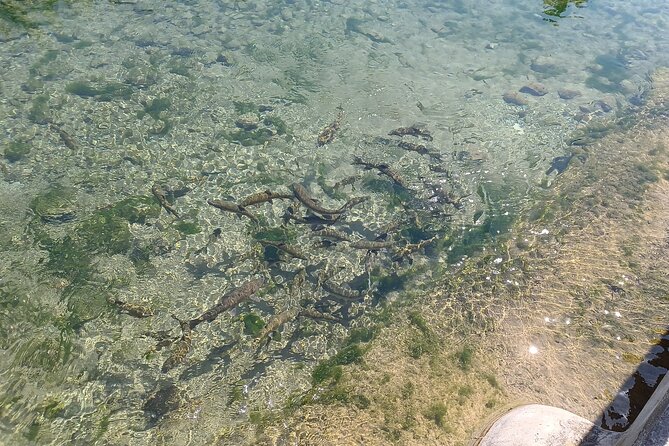 A day tour in Montanejos hot springs. - Food reality check: lunch is on you
