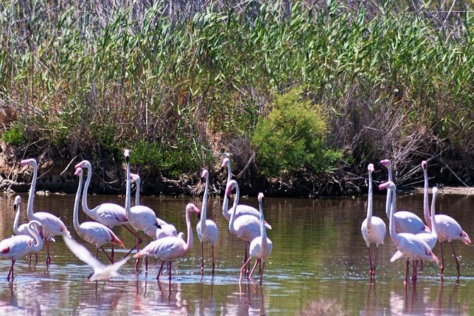Albufera: Lake, Paella and Birdwatching - 9:45 pickup and small-group pace from Valencia
