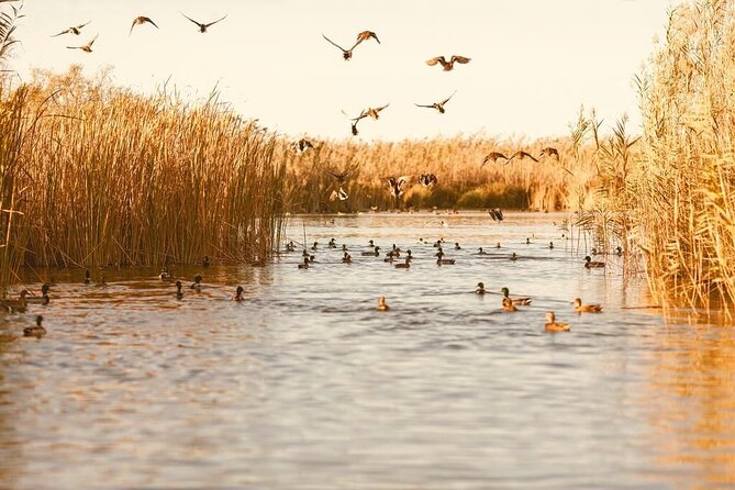 Albufera Natural Park with Sunset Boat Tour from Valencia - What Your Day Will Feel Like (So You Can Plan Your Own Time)