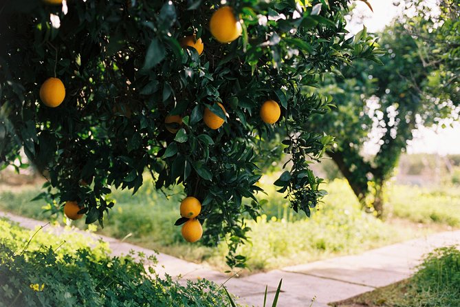 Authentic Valencian Paella Cooking Class - From Valencia to Albufera: why the farm setting matters