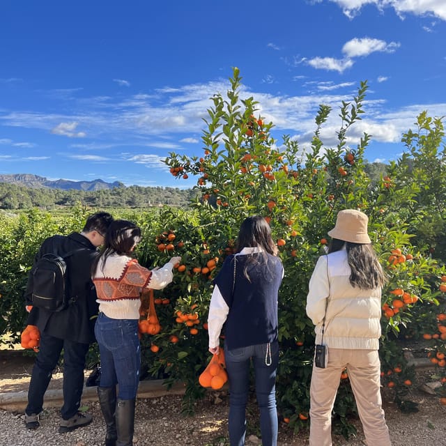 Citrus Treasures: Exploring Valencia's Orange Grove - Orange Trees Plus an 1870 Modernist House