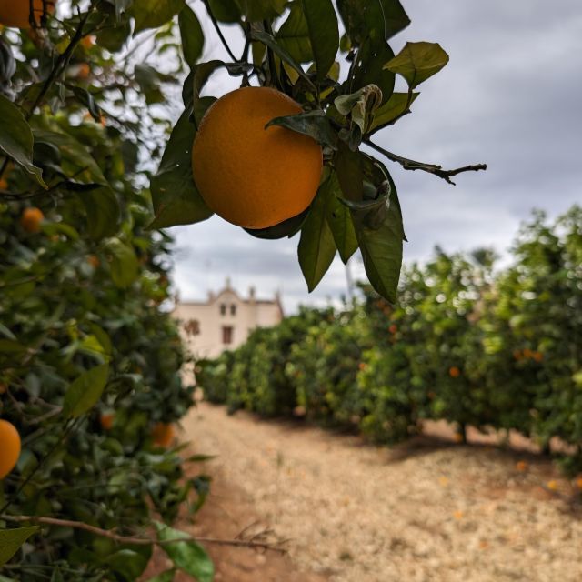 Citrus Treasures: Exploring Valencia's Orange Grove - Taste Valencia: Juice, Jam, Orange Blossom Honey, and Liqueurs