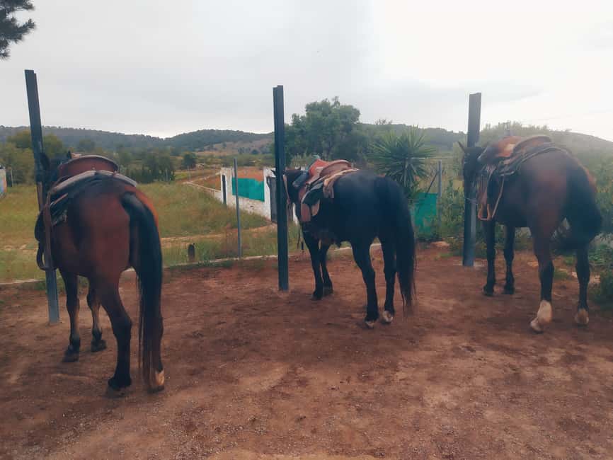Discover the interior of Valencia on horseback - The horses: calm temperament and a guide who watches wellbeing