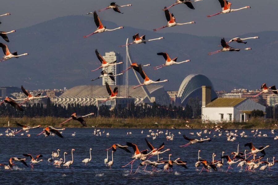 From Valencia: Albufera Boat Ride, Sunset & Paella Included - Albufera and paella in one tight, well-paced 4 hours
