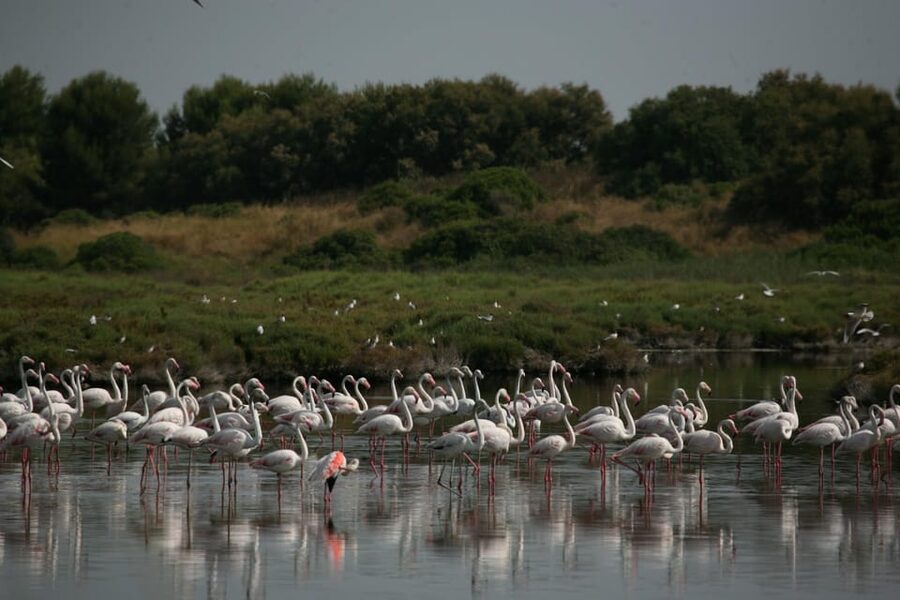 From Valencia: Albufera Boat Ride, Sunset & Paella Included - Transportation, timing, and the express security detail you’ll appreciate