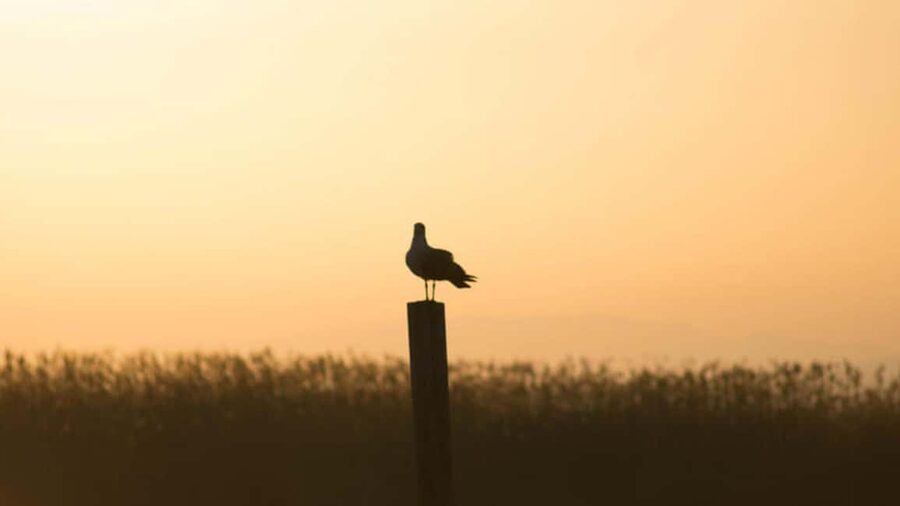 From Valencia: Albufera Natural Park Eco Boat Tour & Sunset - Key things to know before you go