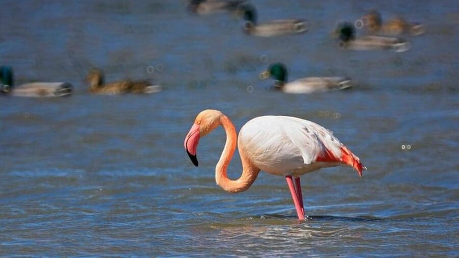 From Valencia: Albufera Natural Park Eco Boat Tour & Sunset - Practical rules and what to pack for Albufera calm