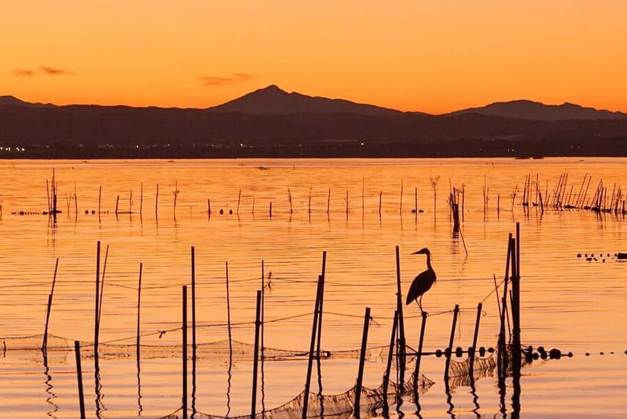 From Valencia: Albufera Natural Park with Sunset Boat Tour - Wildlife expectations: what you should realistically look for