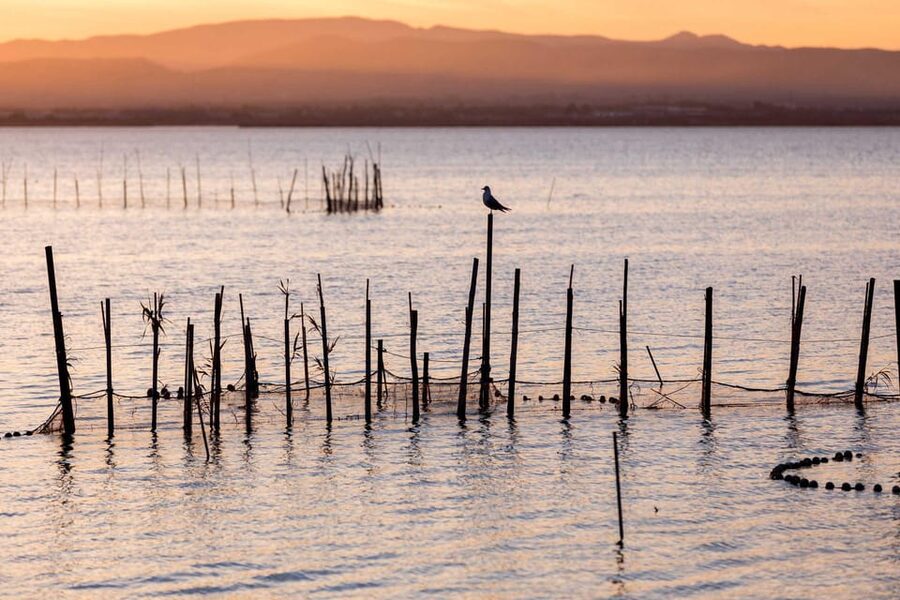 From Valencia: Albufera Natural Park with Sunset Boat Tour - How long is the day, really? Timing you can plan around