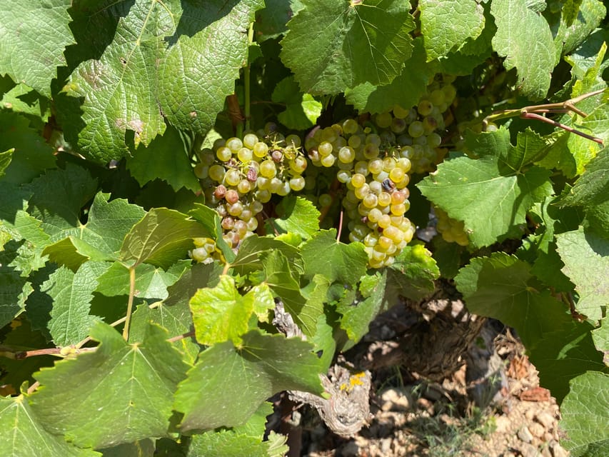 From Valencia: Utiel-Requena Wine Tour and Traditional Lunch - A Sommelier-Led 4-Wine Tasting With a Surprise Pairing