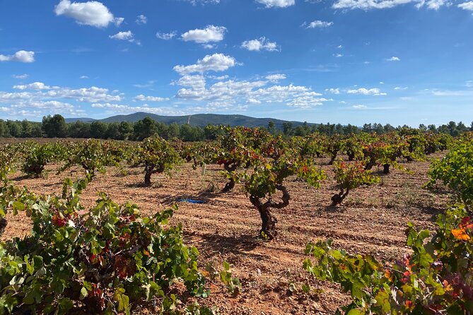 Full Day Private Requena Wineries Premium Tastings - Key takeaways before you go