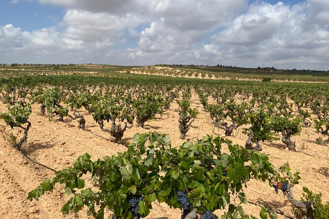 Full Day Private Requena Wineries Premium Tastings - Vegalfaro: organic farming, amphora aging, and Bobal’s range