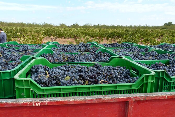 Full Day Private Requena Wineries Premium Tastings - Chozas Carrascal and its Cava process talk (why it’s not Champagne)
