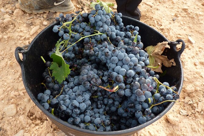 Full Day Private Requena Wineries Premium Tastings - Sierra Norte Winery: Bobal, Malvar, old-vine Garnacha, and Cava Rosé ideas