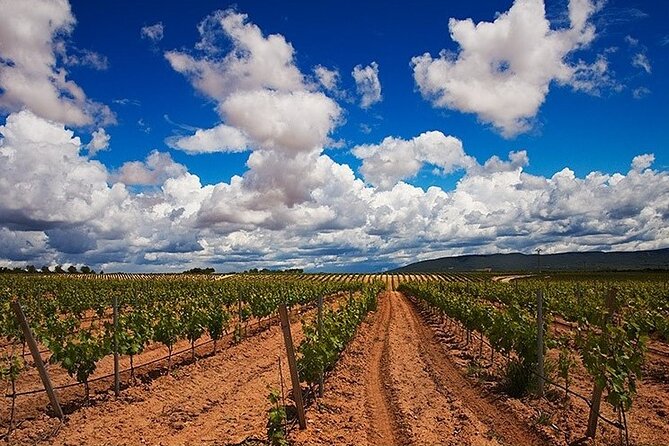 Full Day Private Requena Wineries Premium Tastings - What you’ll actually taste: a day built around Requena’s core grapes