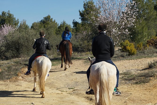 Horseback riding and wine tour (private tour) - Utiel-Requena: the wine region that fits a Valencia day