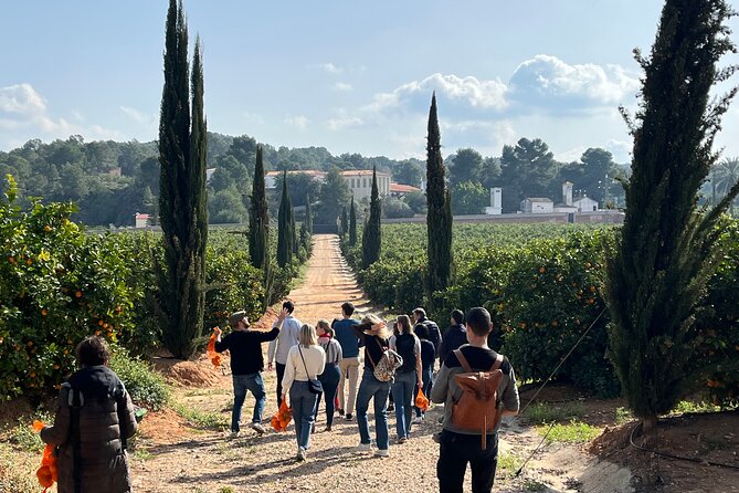 Live an Experience Among Orange Trees in Huerto Ribera - Walking Huerto Ribera’s Orange Groves in Carcaixent