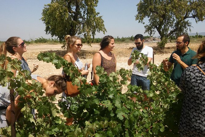 Private Wine Tour with Wine Tasting and Full Lunch (day trip) - Key Things You’ll Notice on This Valencia Wine Tour