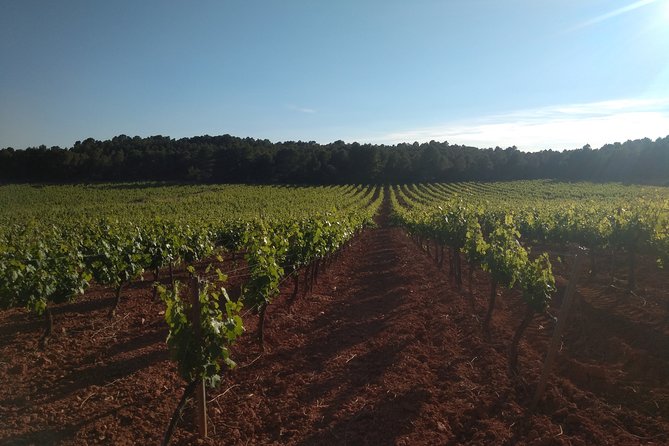 Private Wineries Tour from Valencia (morning tour) - Getting picked up in Valencia city (and keeping it simple)
