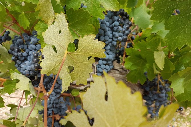 Singular Valencia Wine Tour Utiel Requena Wineries - Morning Start and Meeting Point: The Logistics That Actually Matter