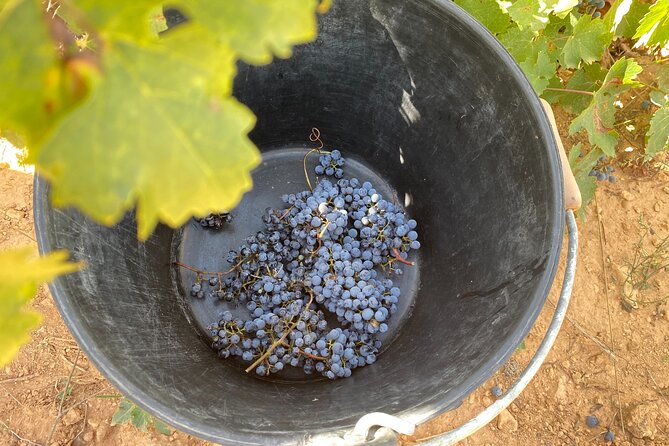 Singular Valencia Wine Tour Utiel Requena Wineries - Lunch in a Local Village: Fueling the Day Without a Tourist Trap