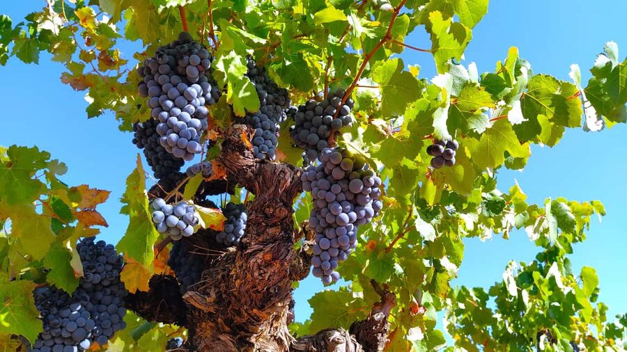 Small-Group Wine Tour from Valencia with Tastings Max 7 - Key highlights worth planning around