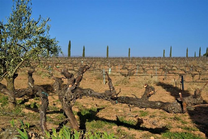 Small-Group Wine Tour with Local Expert (7 max) - Pickup and transfers: less hassle than you expect