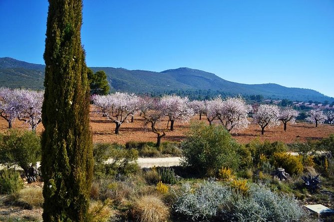 Small-Group Wine Tour with Local Expert (7 max) - The Requena historical walk: how the town connects to wine