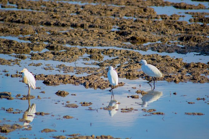 The Original Albufera Tour: Barraca, Boat Ride & Local Guide - Bird-watching stop plus El Palmar: where history shows up in everyday places