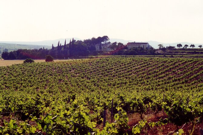 Utiel-Requena Excursion: Uncover the Flavors of Valencia's Wine - Tasting time at Murviedro: how to get more from the three wines