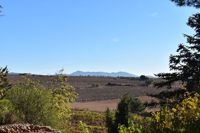 Utiel-Requena Excursion: Uncover the Flavors of Valencia's Wine - Vera de Estenas: vineyards, a preserved villa, and a family cellar vibe