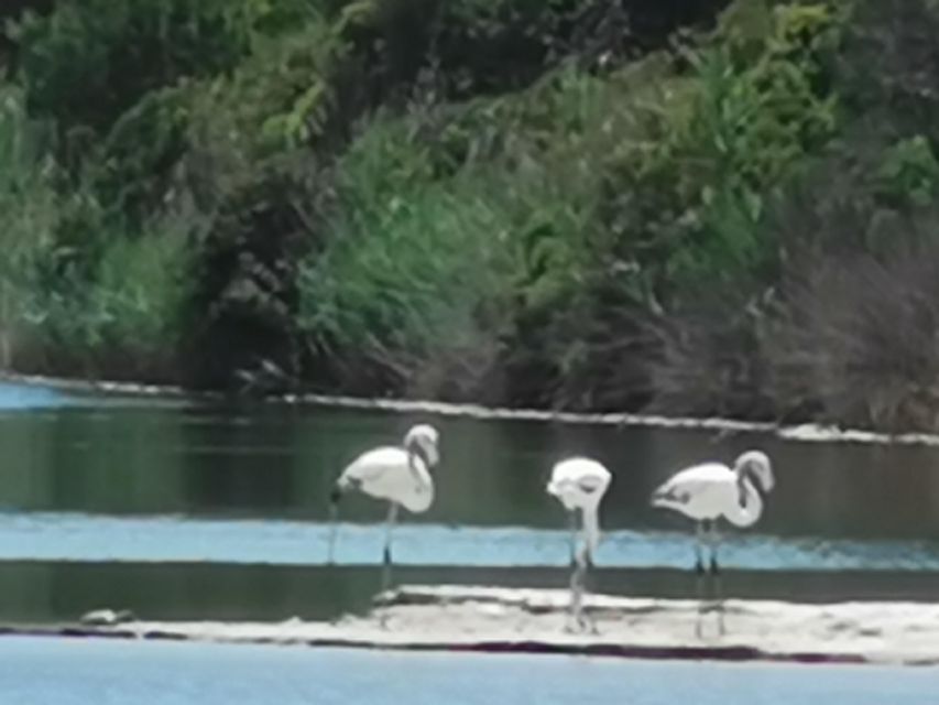 Valencia: Albufera Natural Park Bike and Boat Tour - Boarding the Albuferenc at 13:15: birds, rice fields, and the sweetwater lake