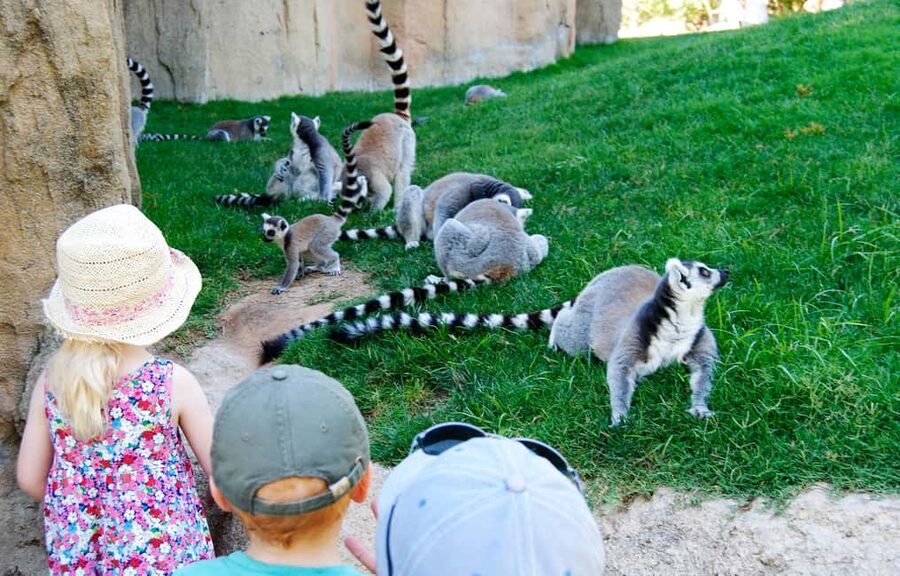 Valencia: Bioparc Valencia Admission Ticket - Bioparc Valencia: what makes it feel different from a typical zoo