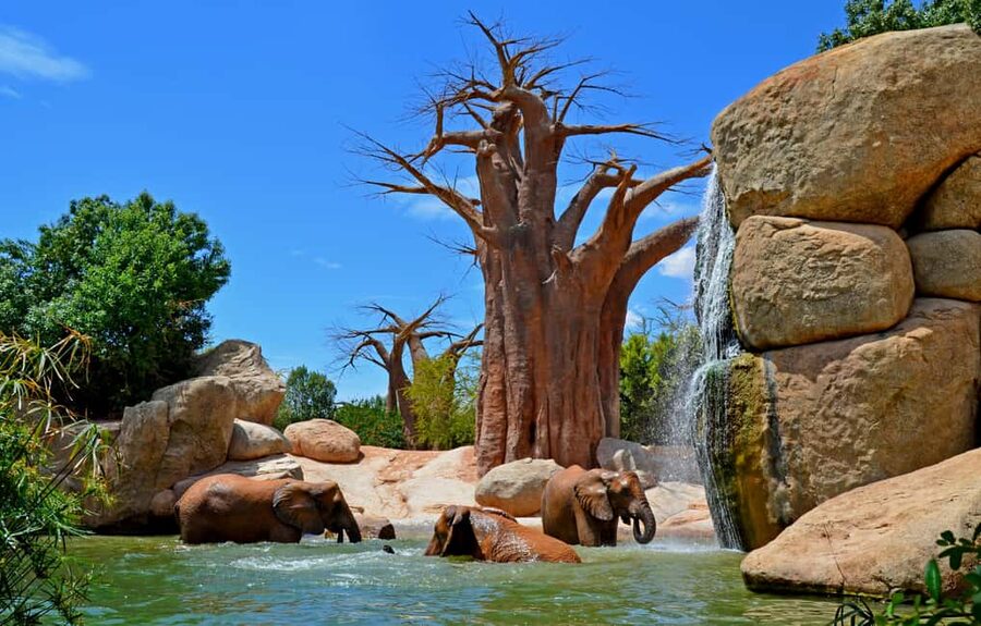 Valencia: Bioparc Valencia Admission Ticket - Ticket value around $35: how to judge if it’s worth it