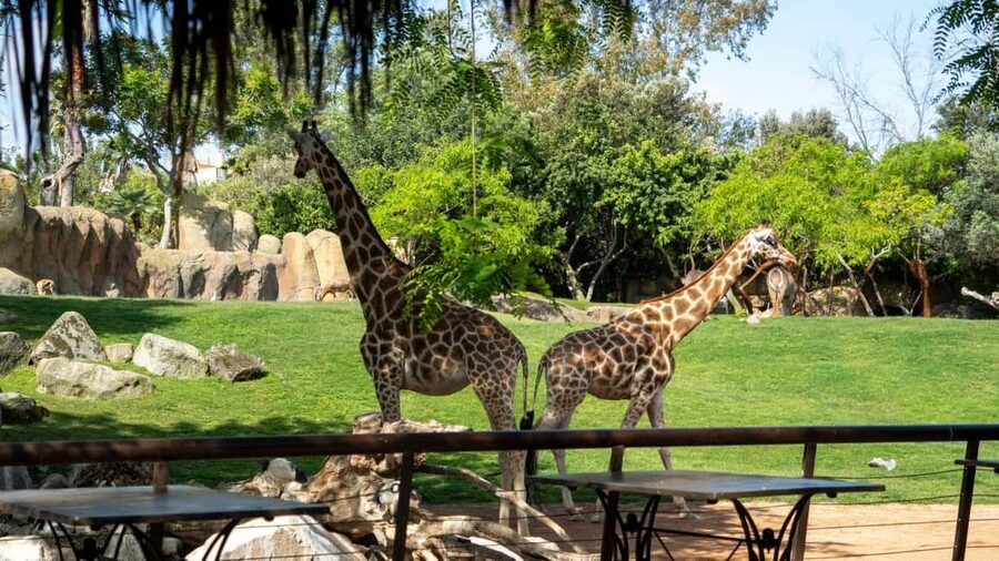 Valencia: Bioparc Valencia Admission Ticket - Kitum Cave and the Elephant Path: where the park turns into a story