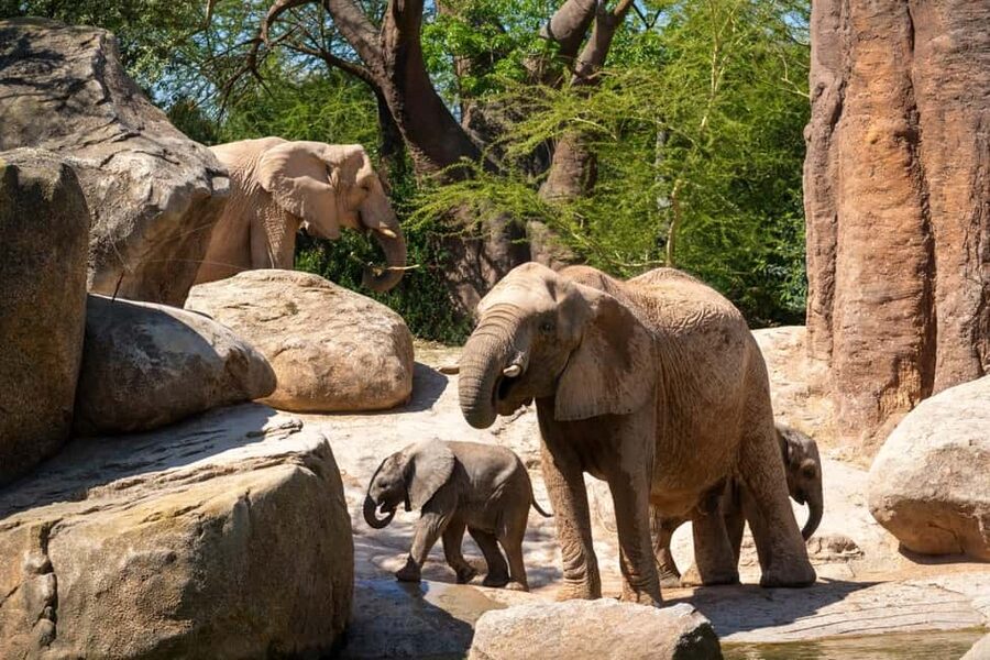 Valencia: Bioparc Valencia Admission Ticket - Wetlands and rainforest: from hippos and crocodiles to gorillas and leopards
