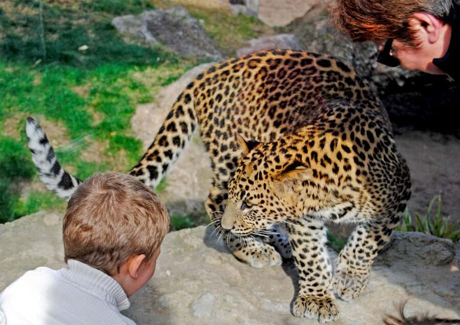 Valencia: Bioparc Valencia Admission Ticket - Madagascar island: lemurs, plus a fun ending to your walk