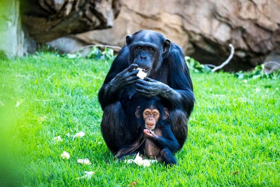 Valencia: Bioparc Valencia Admission Ticket - Practical comfort tips for Valencia heat and animal viewing rules