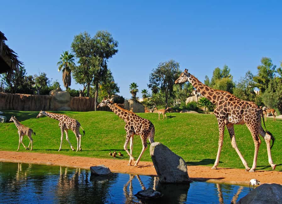 Valencia: Bioparc Valencia Admission Ticket - Choose your entry time window wisely (and save energy)