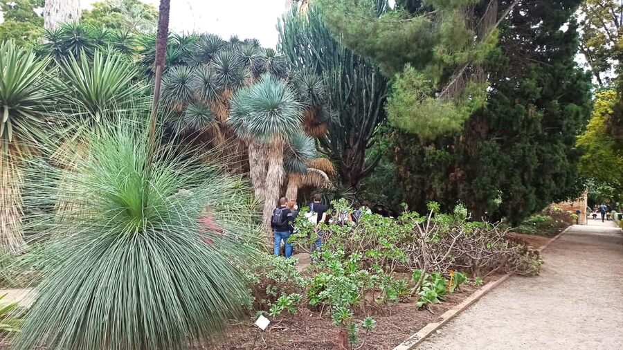 Valencia, Botanical Garden, Guided Tour - Monumental Trees: centuries-old specimens and the story they carry