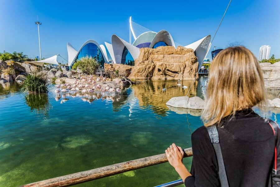 Valencia: Oceanogràfic Entry Ticket - The underwater tunnel route that makes sharks the main character