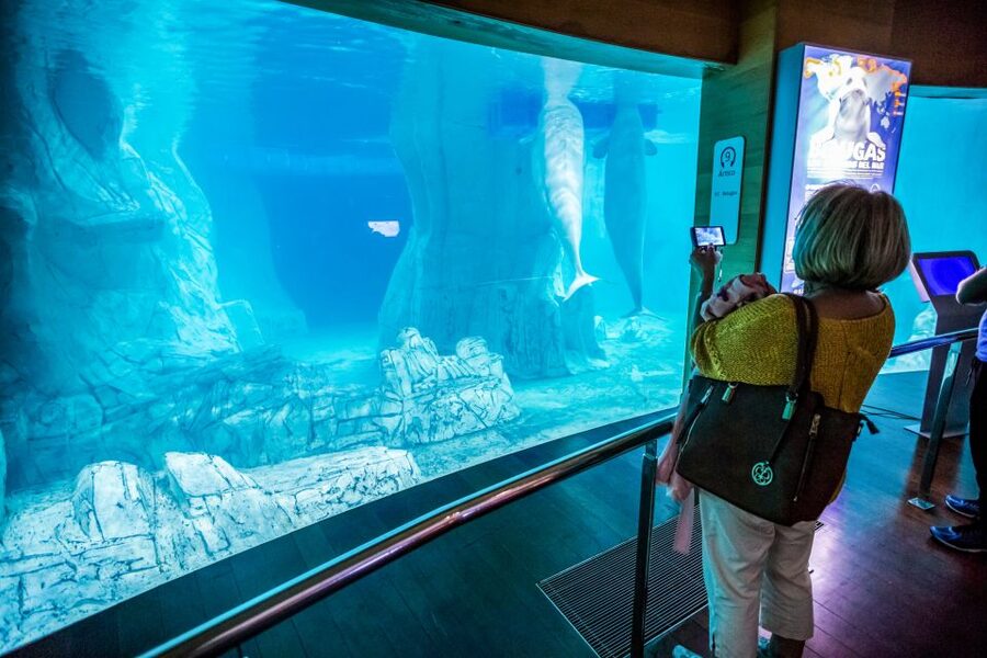 Valencia: Oceanogràfic Entry Ticket - The star exhibits: belugas, walruses, penguins, and sea lions
