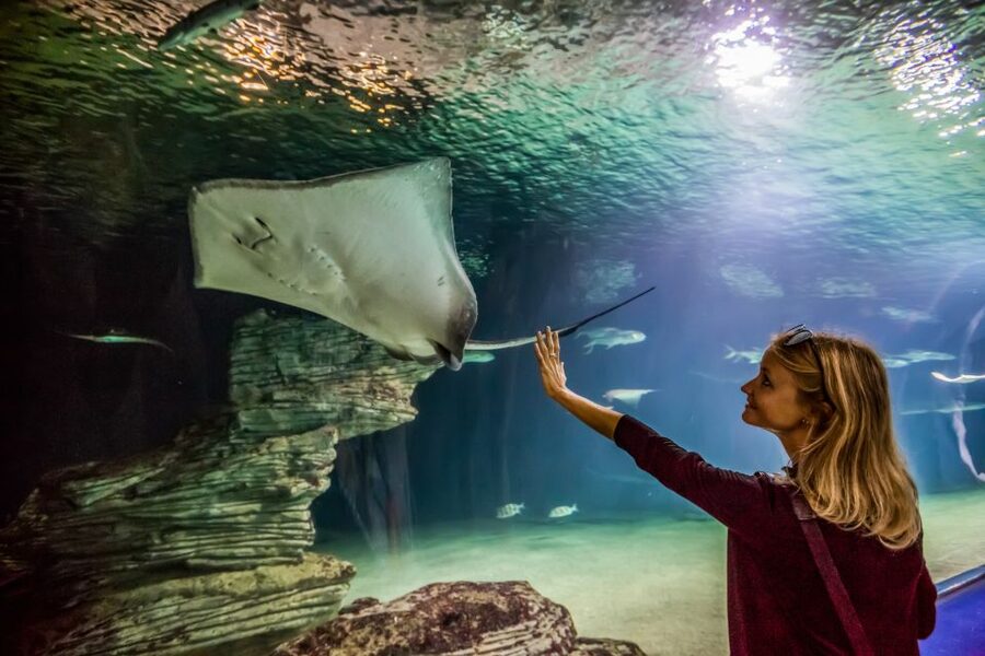 Valencia: Oceanogràfic Entry Ticket - Food, breaks, and what to expect from the on-site options