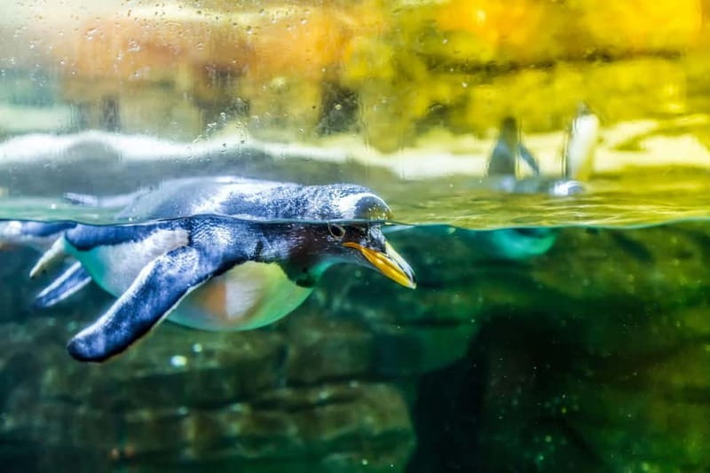 Valencia Oceanogràfic Entry with Backstage tour in Spanish - Fish kitchen: feeding routines and the logic of daily care