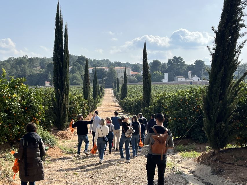 Valencia: Orange Farm and Orchard Trip with Tastings - Price and value: is $35 for 2 hours actually fair?
