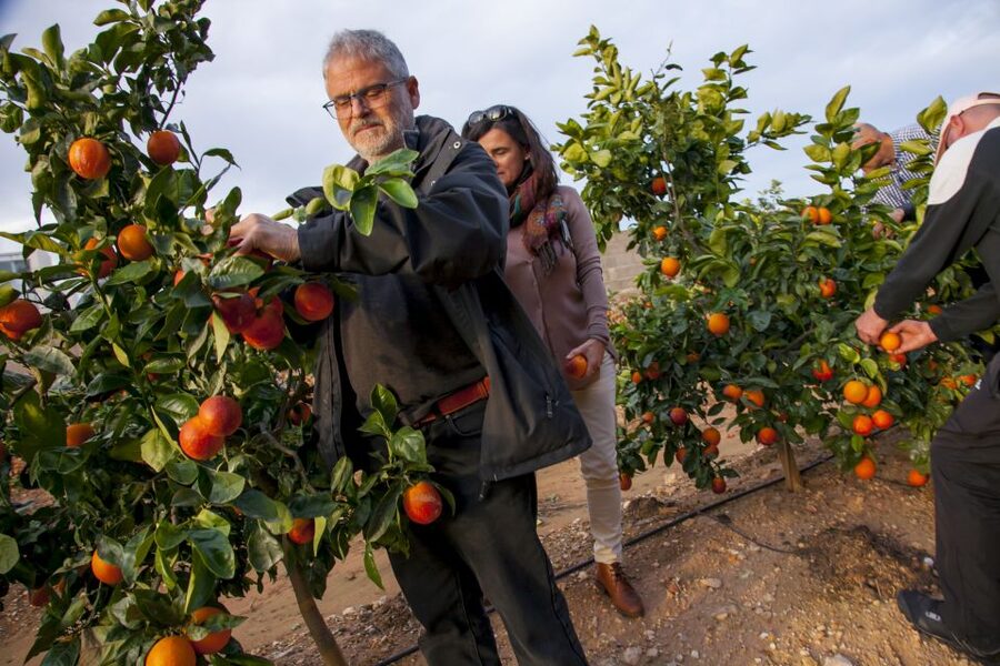 Valencia: Orange Farm and Orchard Trip with Tastings - Huerto Ribera in Carcaixent: the citrus setting that makes the tour click