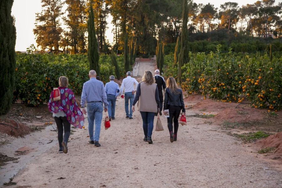 Valencia: Orange Farm and Orchard Trip with Tastings - Traditional cultivation vs today’s techniques: pruning, grafting, and flowering