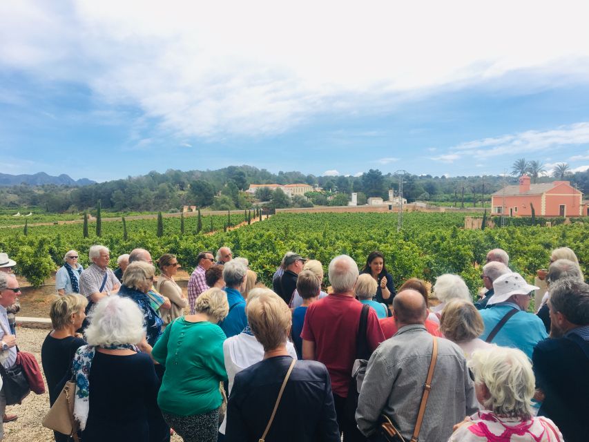 Valencia: Orange Farm and Orchard Trip with Tastings - The orchard walk: spotting Sanguinelli, Yuzu, Buddha’s Hand, and more