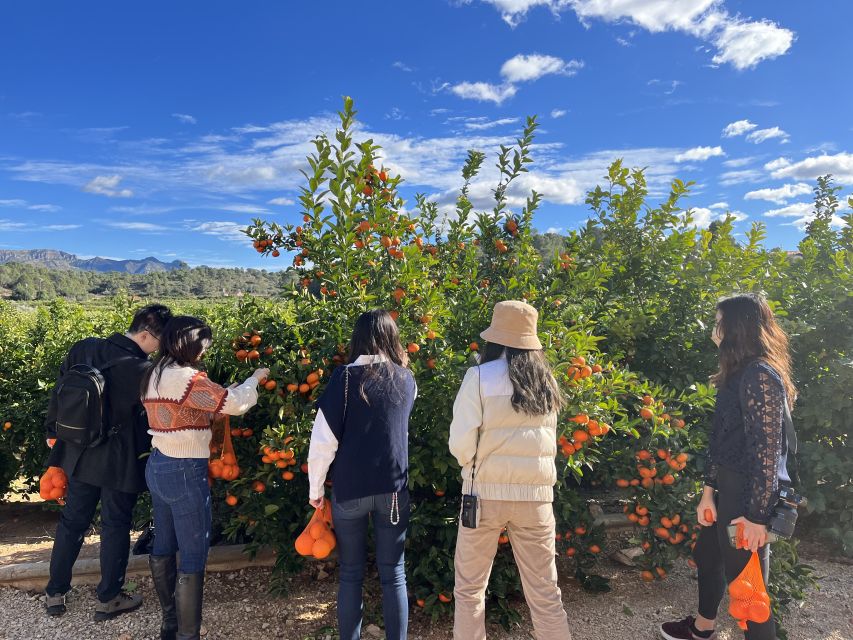 Valencia: Orange Farm and Orchard Trip with Tastings - Pick-your-own oranges: when the bag is included and how to plan for it