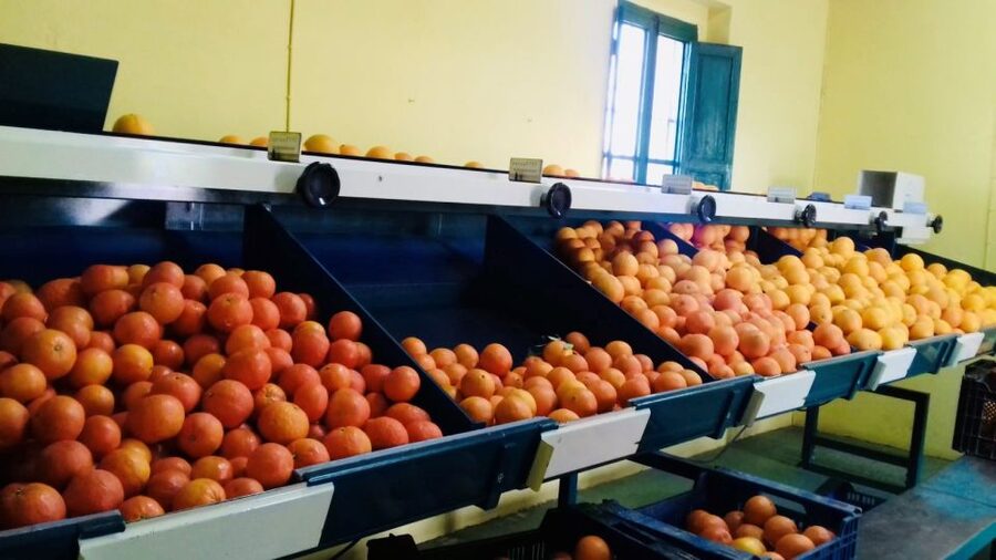 Valencia: Orange Farm and Orchard Trip with Tastings - Naranjas Ribera calibration: how citrus becomes a shipped product